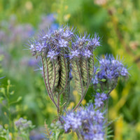 Phacélie Bio - Phacelia tanacetifolia - Bakker