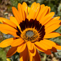 Arctotis fastueux Prince of Orange - Bakker