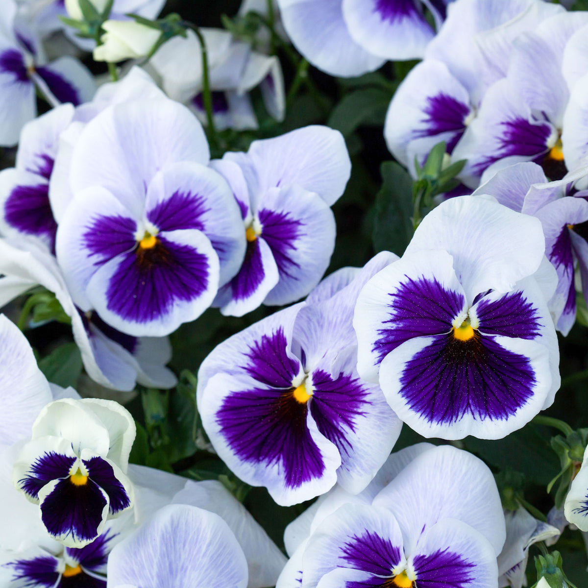 Pensée géante de Suisse Silverbride - Viola x wittrockiana silverbride - Bakker