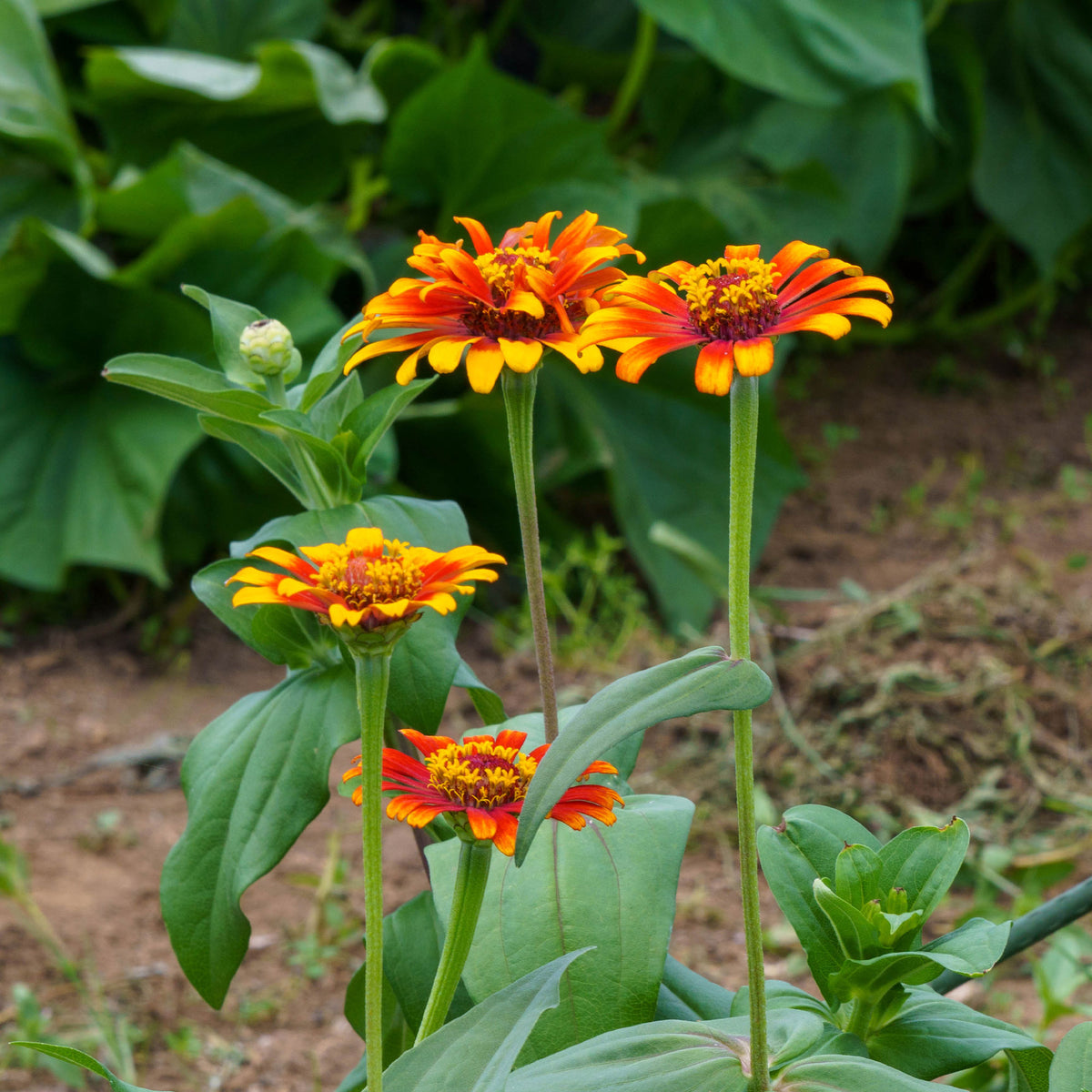 Zinnia elegans - Zinnia élégant à fleurs doubles Caroussel en mélange - Graines de fleurs pour massifs et bordures