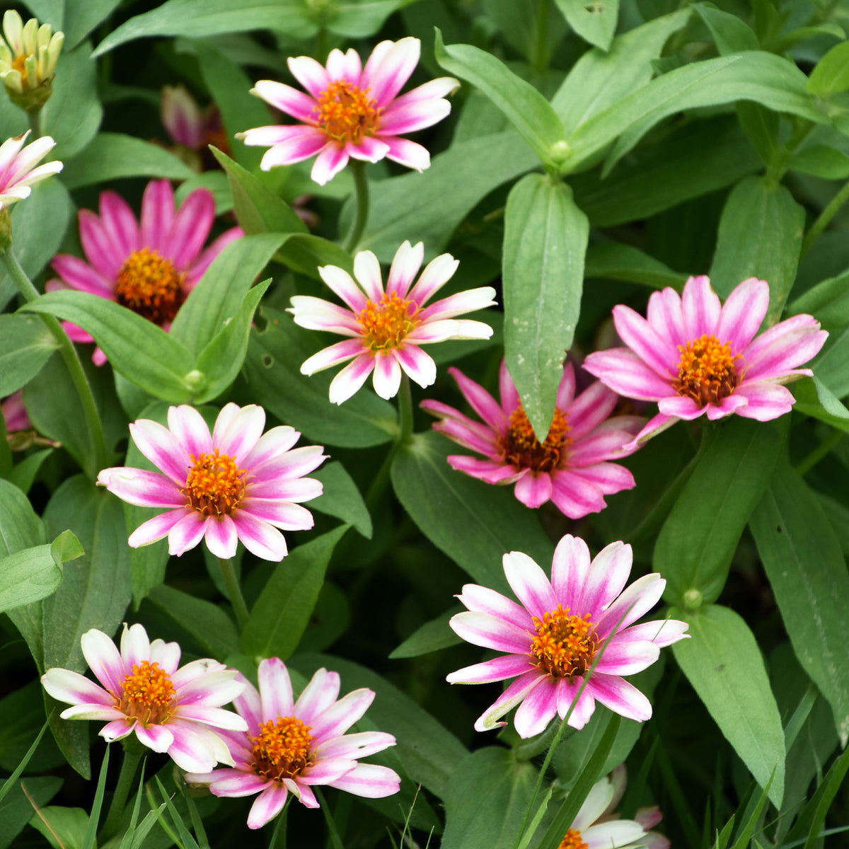Graines de fleurs pour massifs et bordures - Zinnia élégant à fleurs doubles Caroussel en mélange - Zinnia elegans