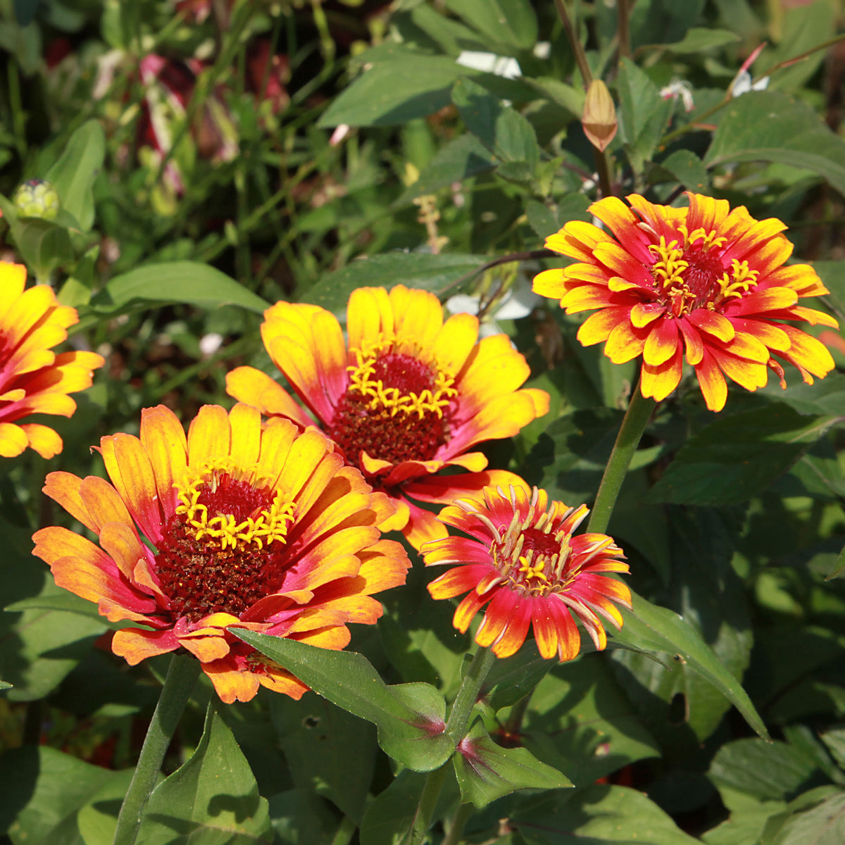 Zinnia élégant à fleurs doubles Caroussel en mélange - Zinnia elegans - Bakker