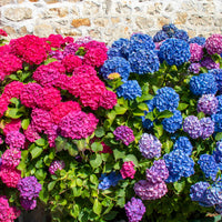 Collection de 4 Hortensias rouges et bleus - Hydrangea macrophylla - Bakker