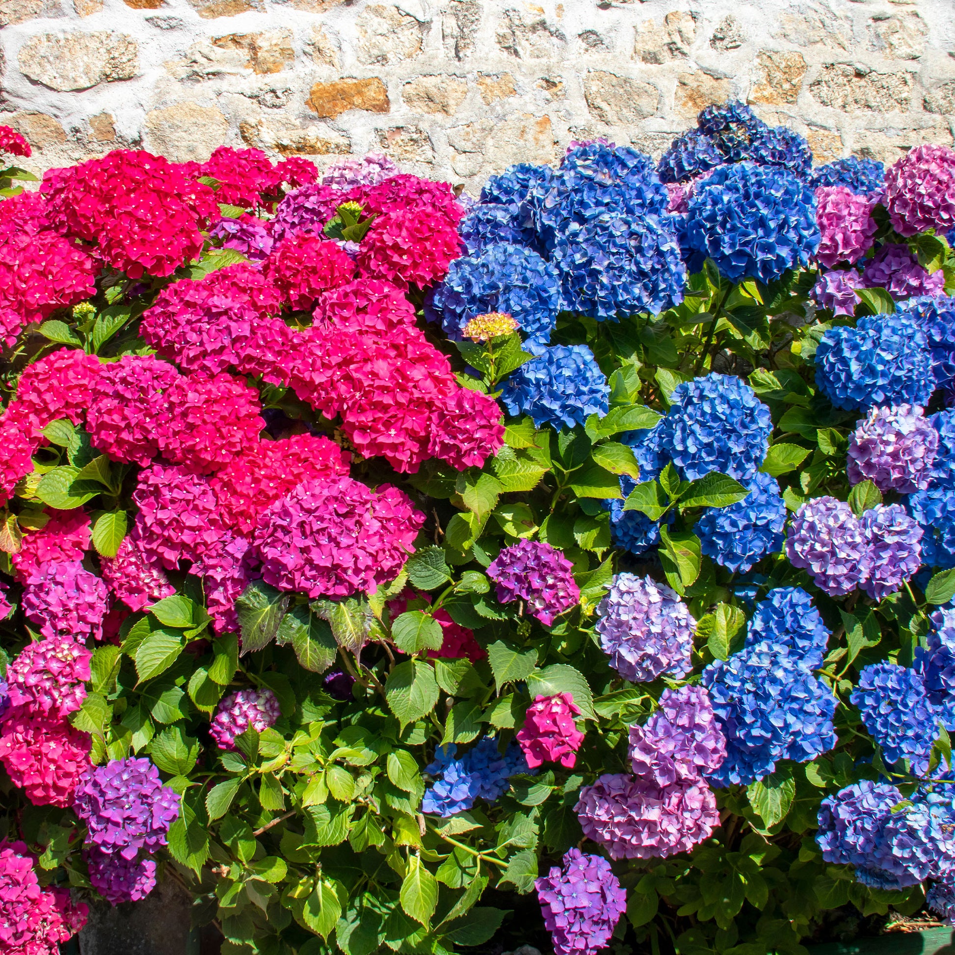 Collection de 4 Hortensias rouges et bleus - Hydrangea macrophylla - Bakker