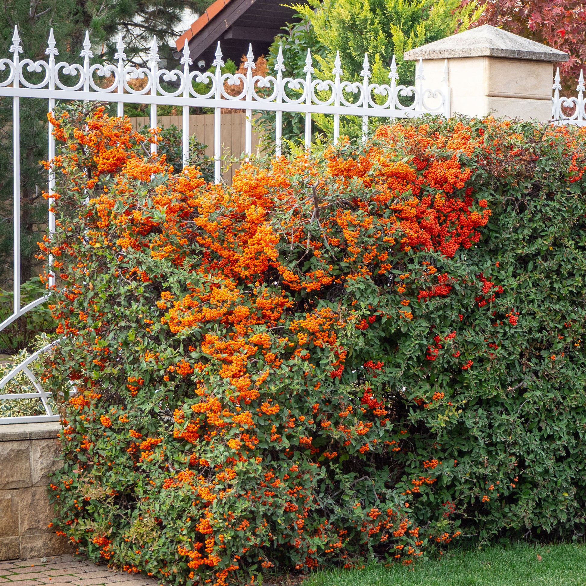 Buisson ardent Saphyr® Orange Cadange - Pyracantha - Pyracantha  saphyr ® orange'cadange' - Bakker