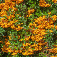 Buisson ardent Saphyr® Orange Cadange - Pyracantha - Pyracantha  saphyr ® orange cadange - Bakker