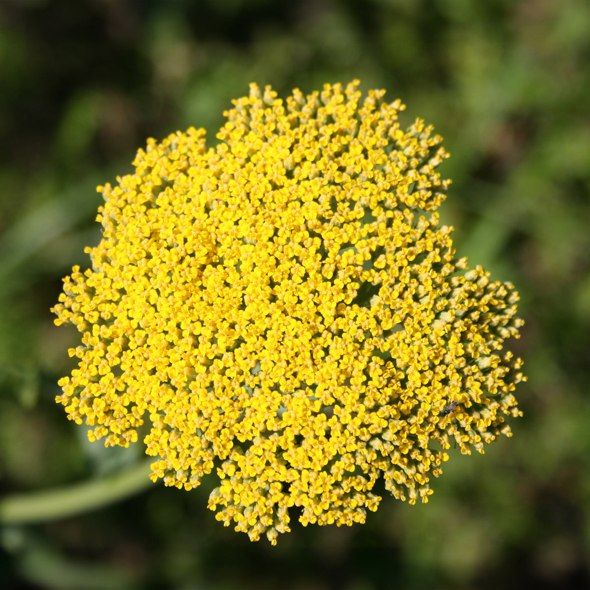 Achillée - Achillée Cloth Of Gold - Achillea filipendulina Cloth of Gold