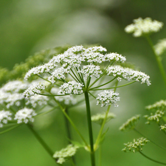 Herbe aux goutteux - Bakker