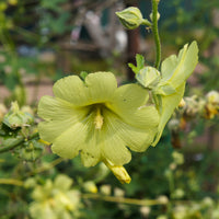 Rose trémière rugueuse jaune - Bakker