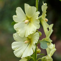 Rose trémière rugueuse jaune - Alcea rugosa - Bakker