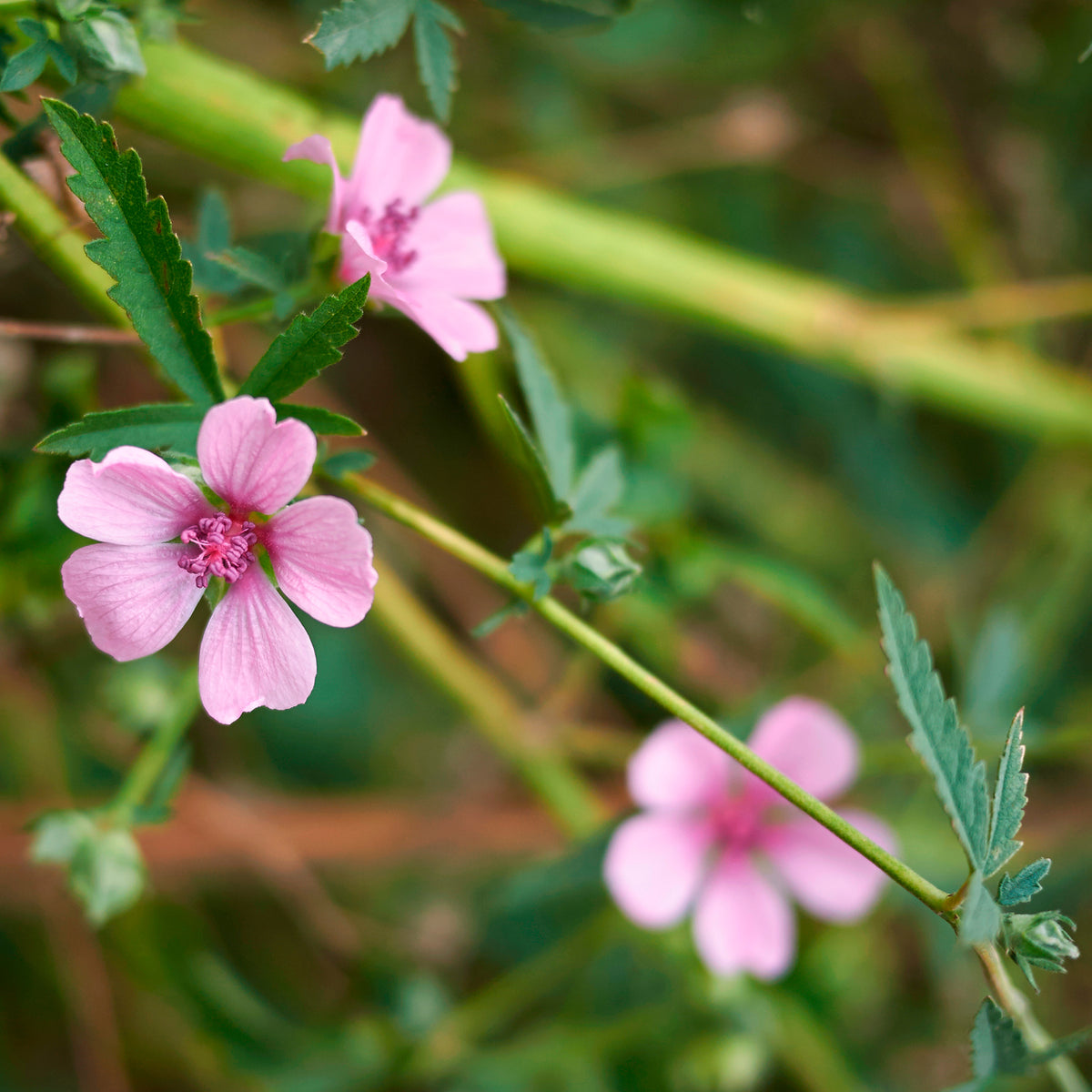 Plantes vivaces - Guimauve à feuilles de chanvre - Althaea cannabina