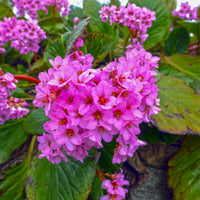 Bergénia pourpre - Bergenia purpurascens - Bakker