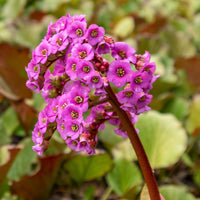 Bergénia pourpre - Bakker