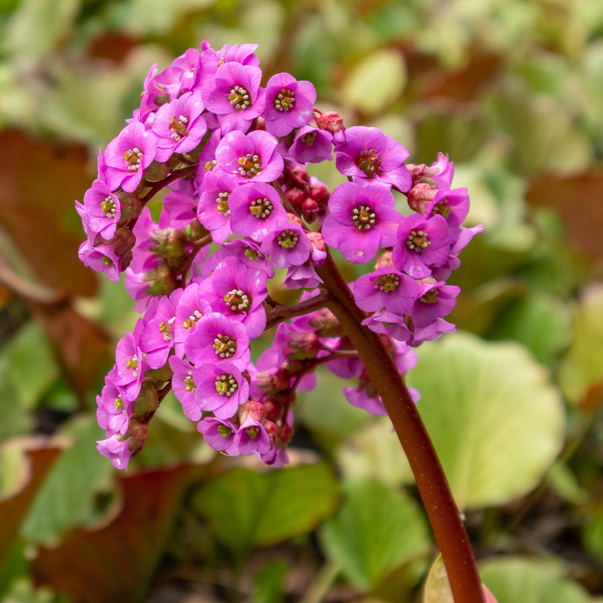 Bergénia pourpre - Bakker