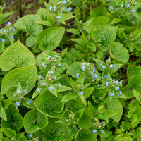Brunnera sibirica - Buglosse de Sibérie - Plantes vivaces