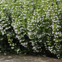 Petit calament - Calamintha nepeta subsp. nepeta - Bakker