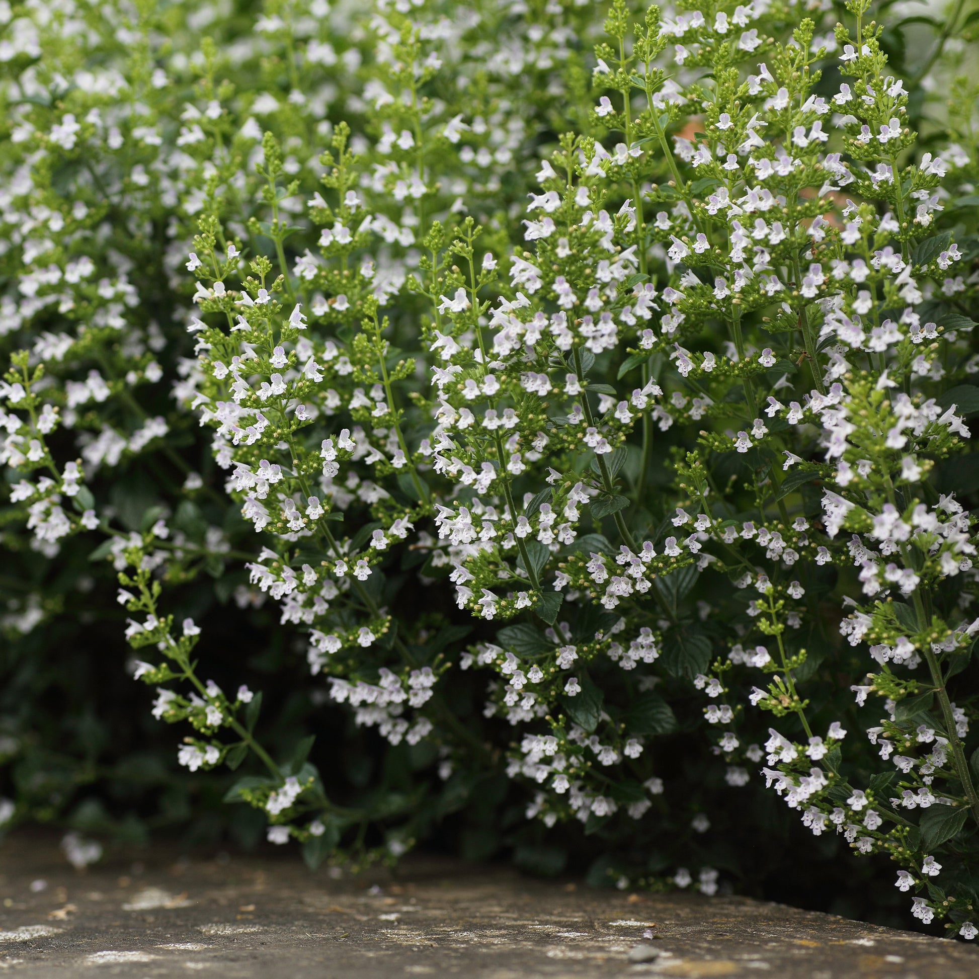 Petit calament - Calamintha nepeta subsp. nepeta - Bakker