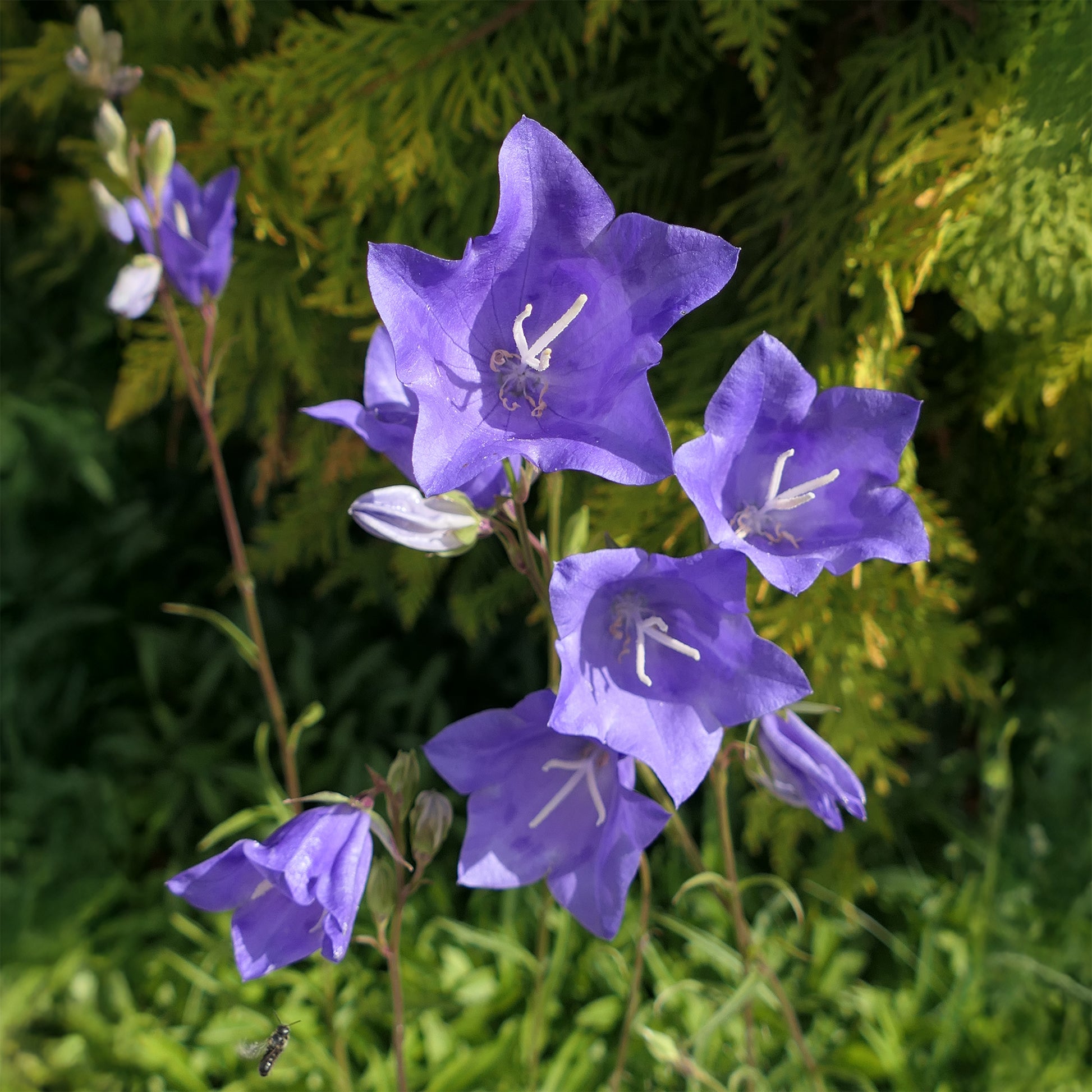 Campanules - Campanule à feuilles de pêcher - Campanula persicifolia