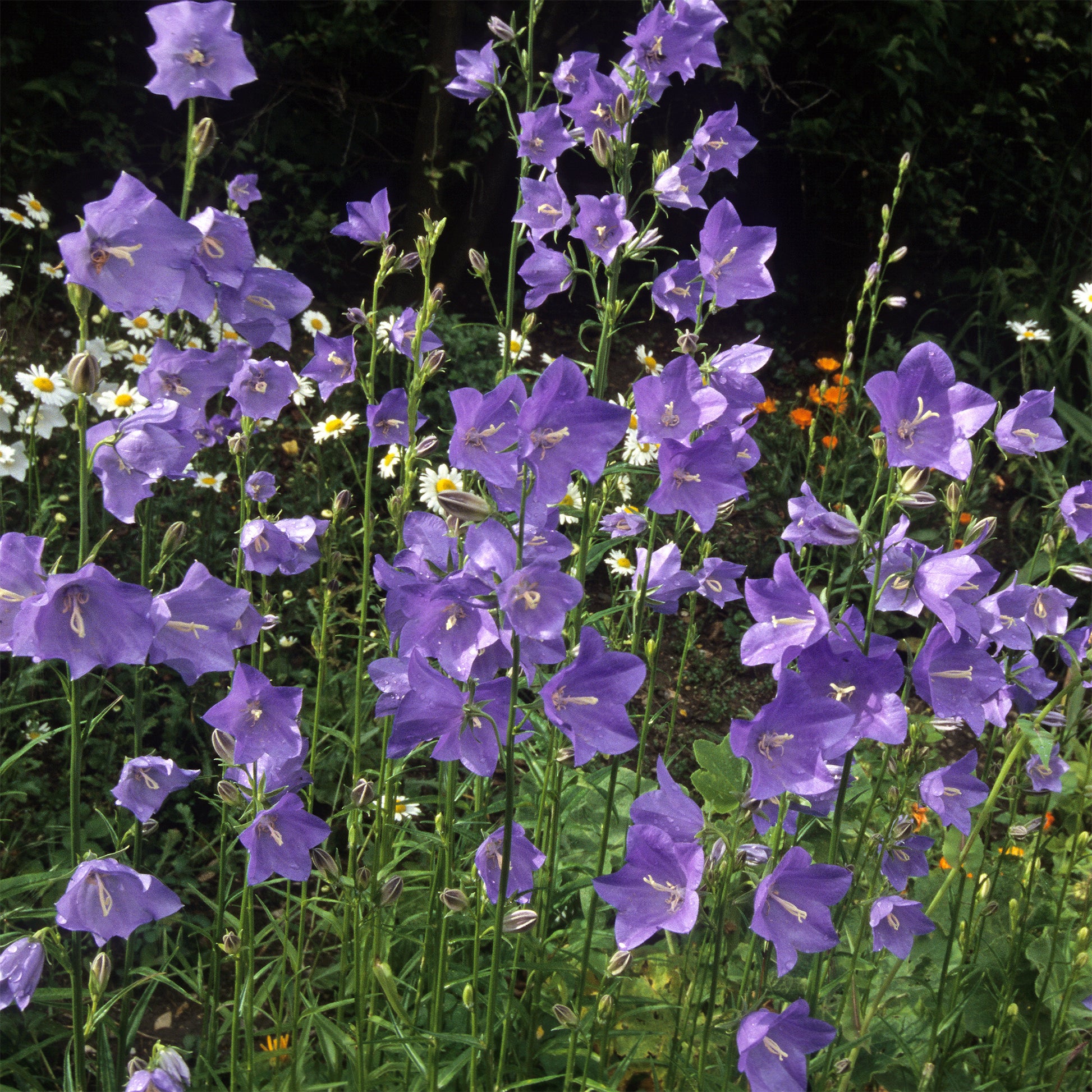 Campanula persicifolia - Campanule à feuilles de pêcher - Campanules