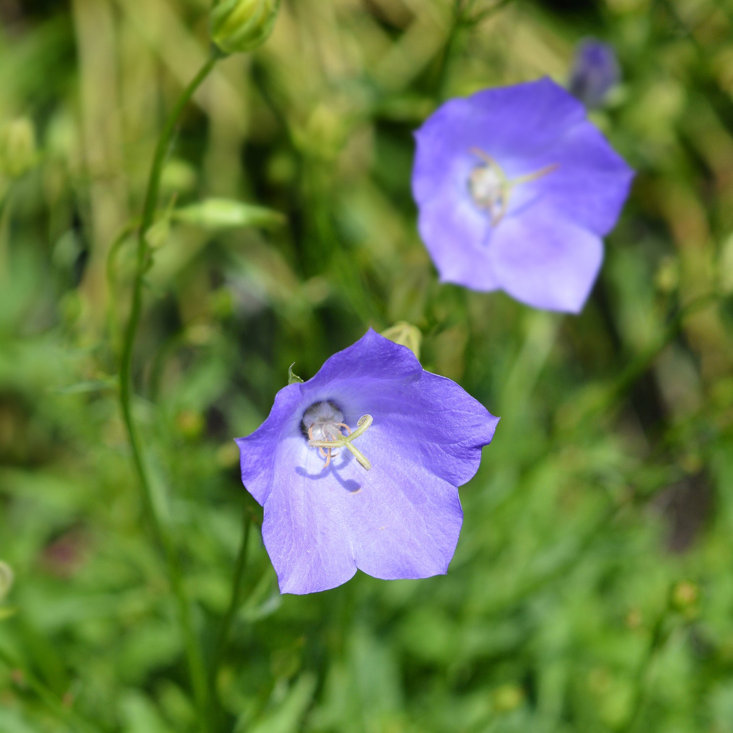Campanula persicifolia - Campanule à feuilles de pêcher