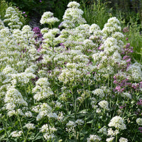 Centranthus ruber albus - Valériane blanche - Vivaces fleuries
