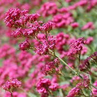Valériane coccineus - Centranthus ruber coccineus - Bakker