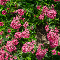Centranthus ruber coccineus - Valériane coccineus - Plantes vivaces