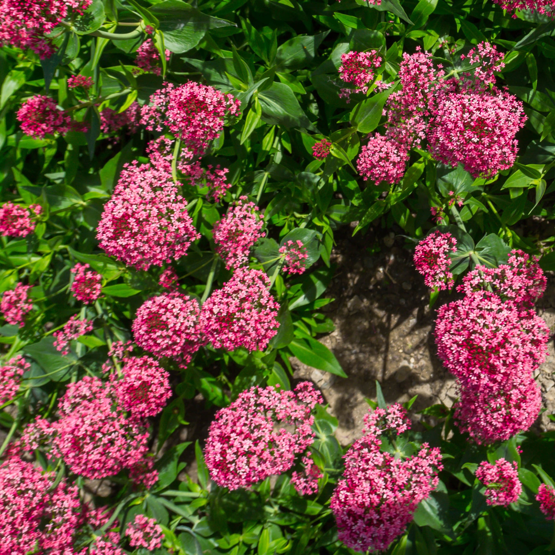 Centranthus ruber coccineus - Valériane coccineus - Plantes vivaces