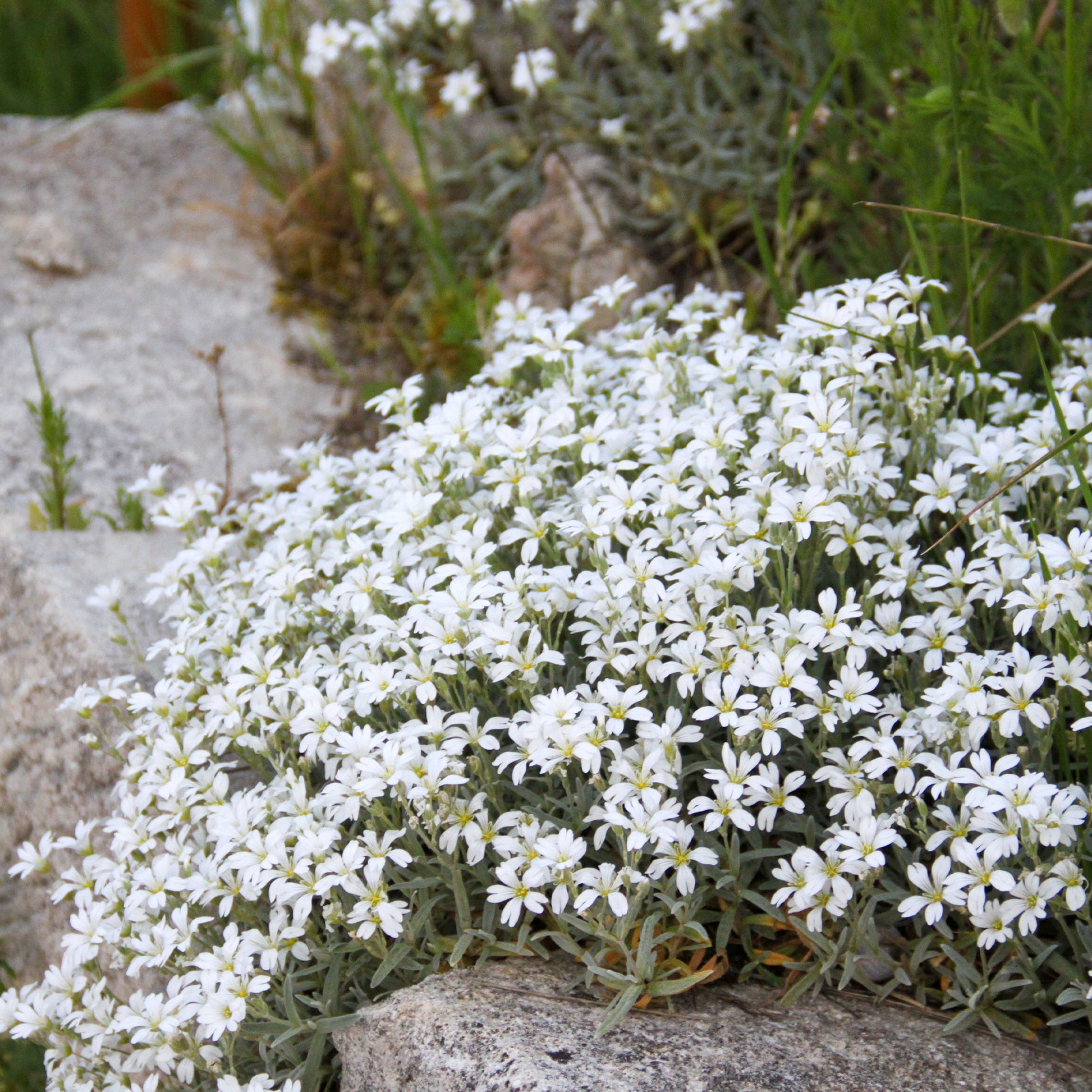 Céraiste Yo Yo - Cerastium tomentosum yo yo - Bakker