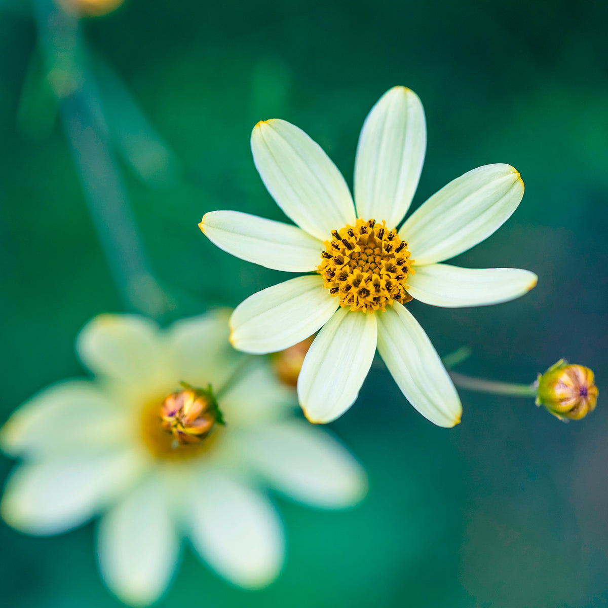 Coréopsis verticillé Moonbeam - Coreopsis verticillata Moonbeam - Bakker