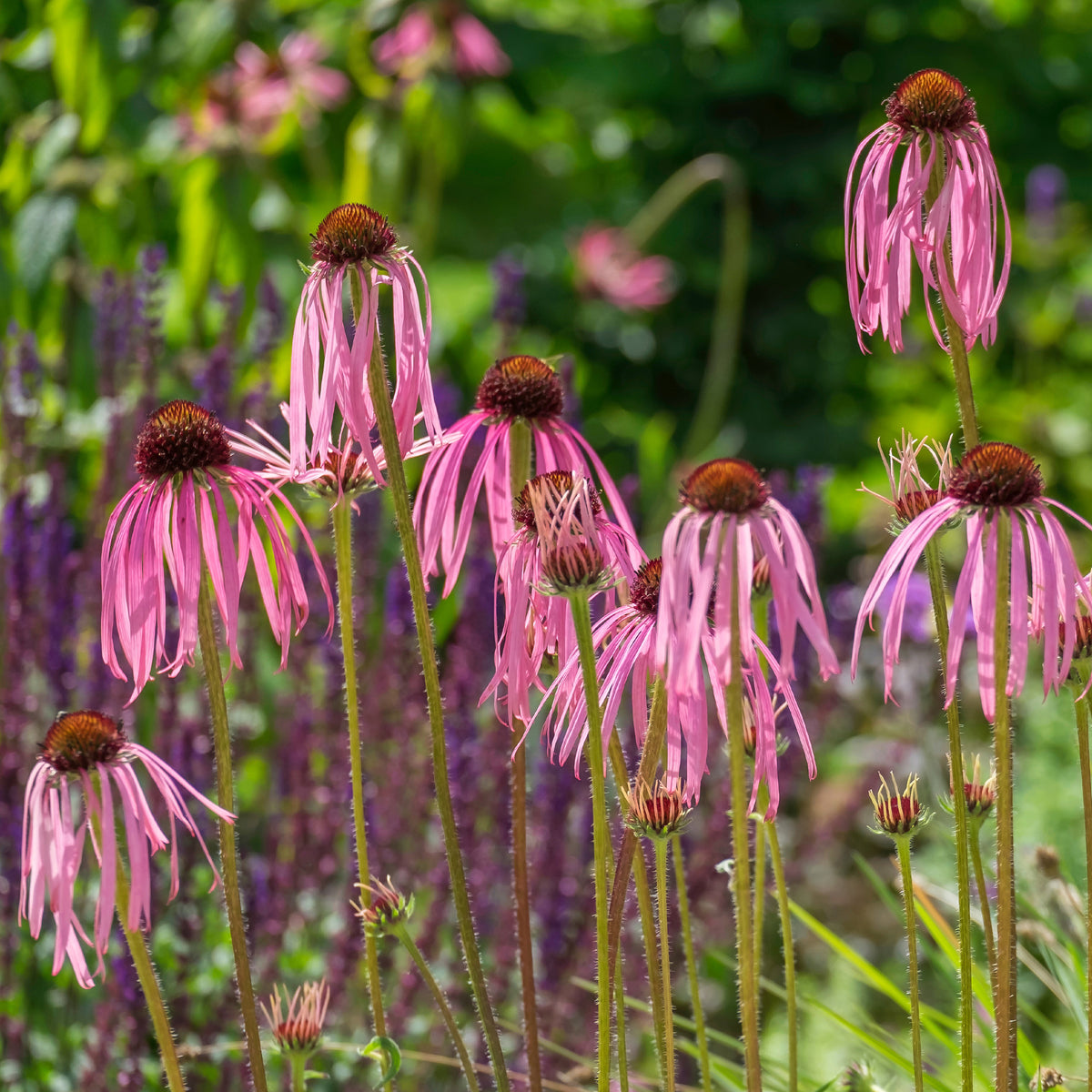 Echinacée pâle  - Echinacea pallida - Bakker