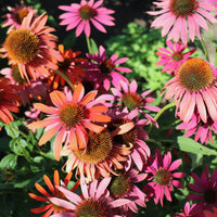 Rudbeckia pourpre Cheyenne Spirit - Echinacea - Bakker