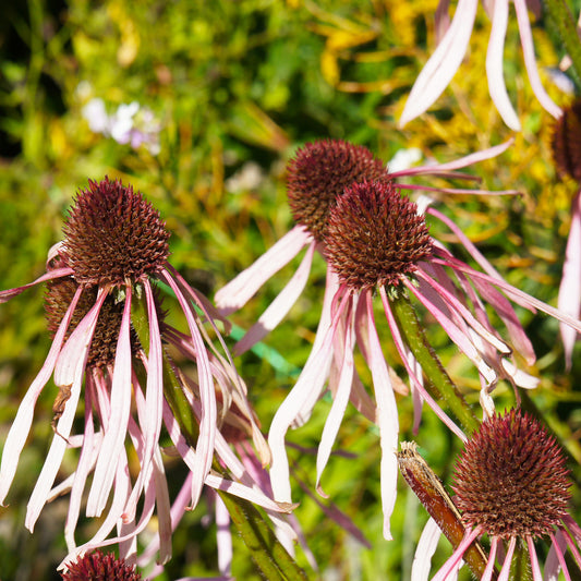 Rudbeckia pâle Hula Dancer Echinacée pâle Hula Dancer