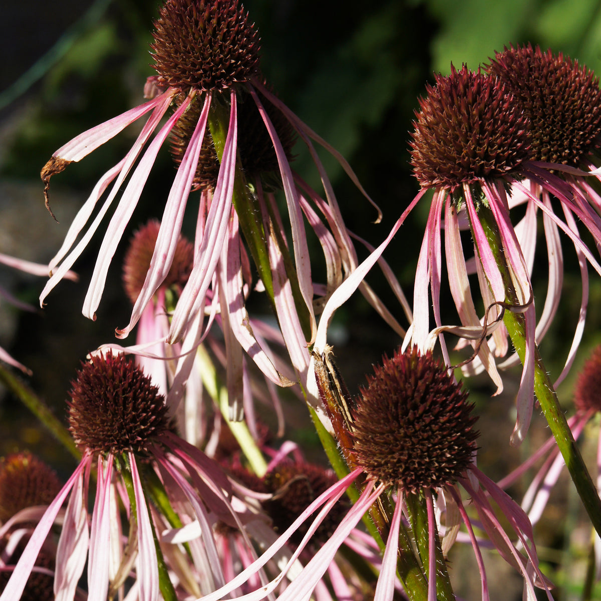 Echinacée pâle Hula Dancer Echinacée pâle Hula Dancer - Echinacea pallida Hula Dancer - Bakker