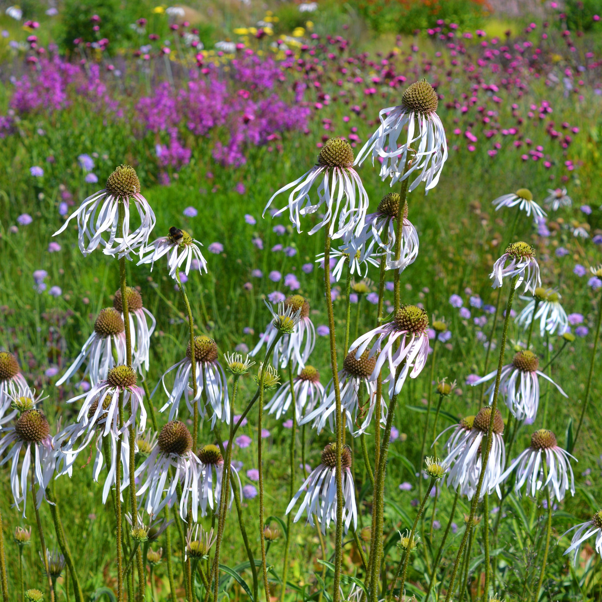 Vente Rudbeckia pâle Hula Dancer Echinacée pâle Hula Dancer - Echinacea pallida Hula Dancer