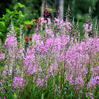 Epilobium angustifolium - Épilobe - Plantes vivaces