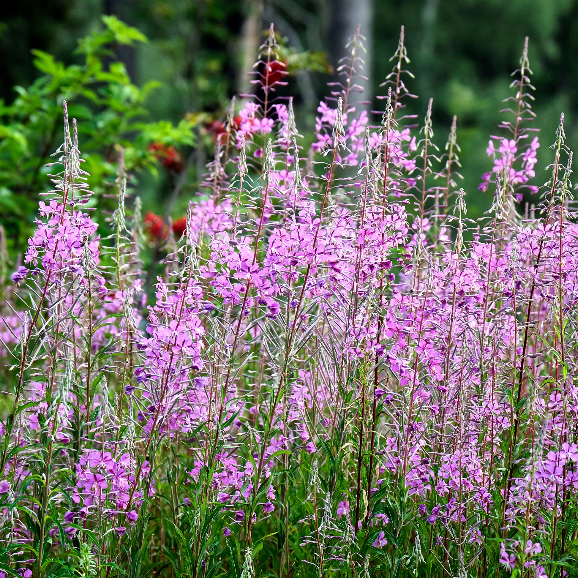 Epilobium angustifolium - Épilobe - Plantes vivaces