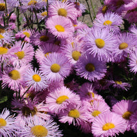 Erigeron speciosus Rosa Jewel - Vergerette Rosa Jewel - Erigeron - Erigeron
