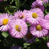 3 Vergerette Rosa Jewel - Erigeron - Bakker