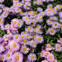 Vergerette Rosa Jewel - Erigeron - Erigeron speciosus Rosa Jewel - Bakker