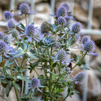 Panicaut à feuilles planes Blauer Zwerg Chardon bleu - Bakker