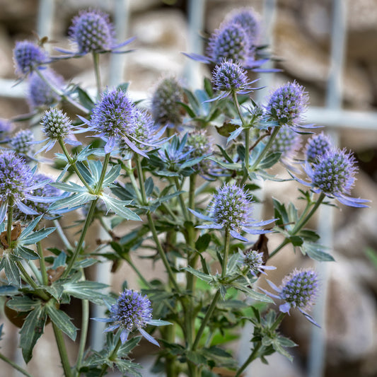 Panicaut à feuilles planes Blauer Zwerg Chardon bleu - Bakker