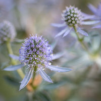 Panicaut à feuilles planes Blauer Zwerg Chardon bleu - Eryngium planum Blauer Zwerg - Bakker