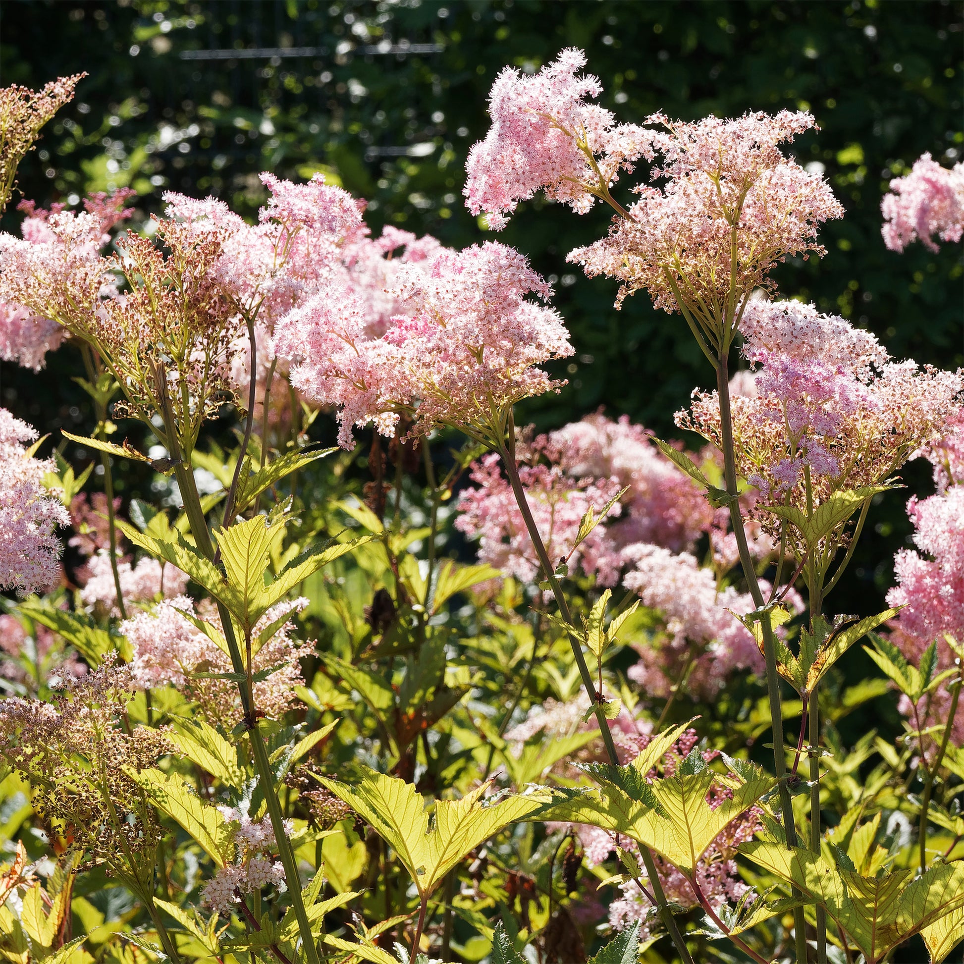 Filipendula rubra venusta - Filipendule rouge Venusta - Reine des près - Plantes vivaces
