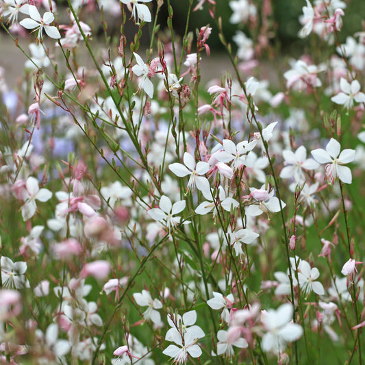 Gaura Summer Breeze - Bakker