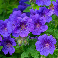 Géranium vivace Rosemoor - Geranium x magnificum Rosemoor - Bakker