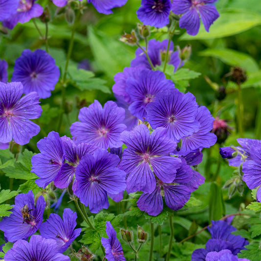 Géranium vivace Rosemoor - Bakker