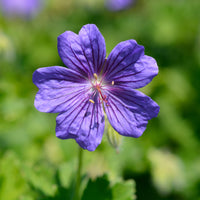 Geranium x magnificum Rosemoor - Géranium vivace Rosemoor - Géraniums