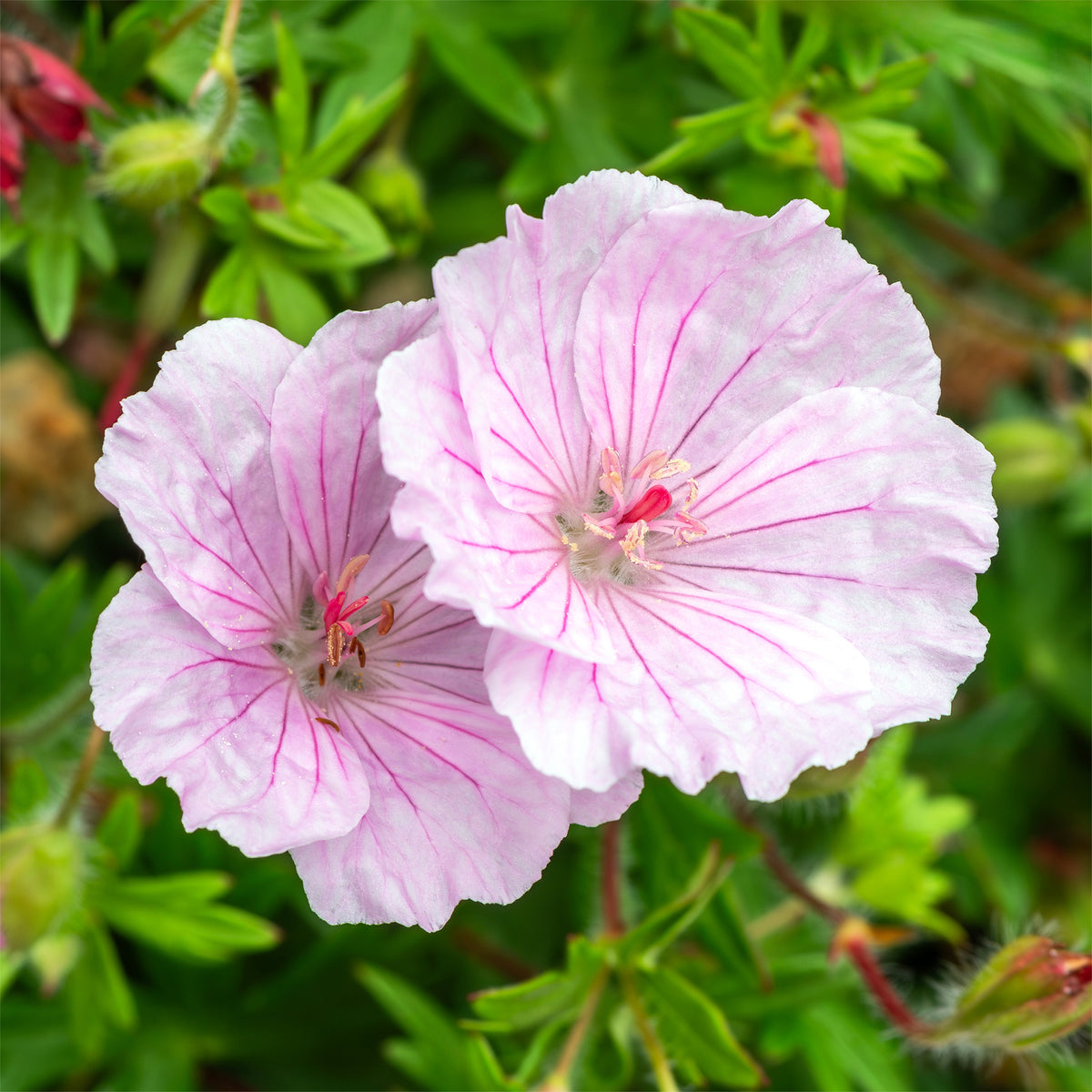 Geranium sanguineum striatum - Géranium vivace sanguin  strié - Géraniums