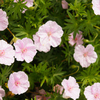 Géranium vivace sanguin  strié - Bakker